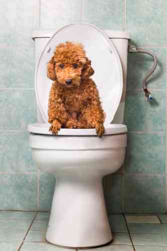 Hond zit op toilet omdat hij diarree heeft als gevolg van Giarida.