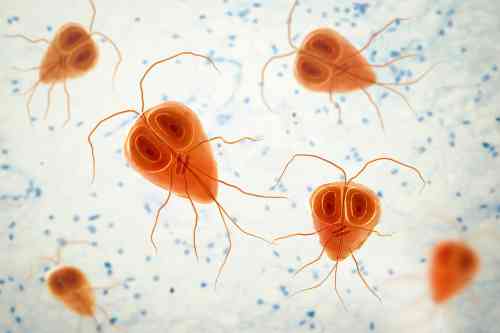 Giardia intestinalis van dichtbij