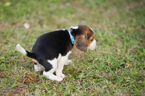 Puppy hond heeft diarree