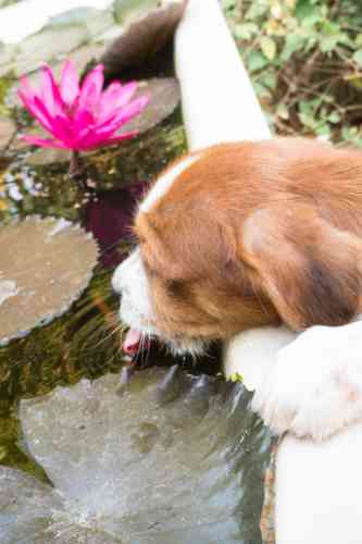 hond drinkt water uit vijver