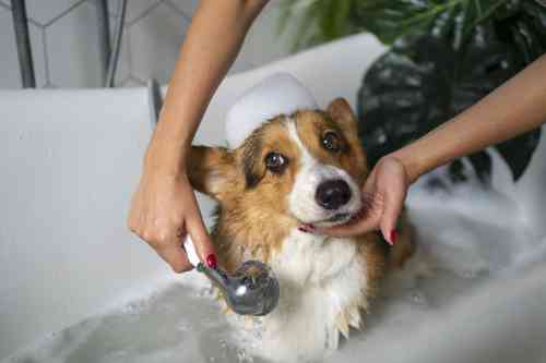 Hond wordt gewassen om parasieten van hem af te wassen. 