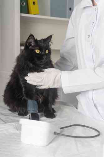 Bloeddruk meting bij de kat. 