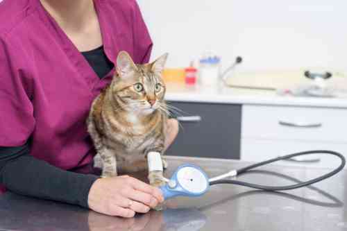 Bloeddrukmeting bij de kat